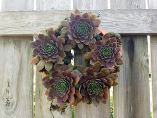 Handcrafted 7.5x2-inch Living Wreath terra cotta planter, perfect for succulents. Great drainage and ideal for indoor or outdoor decor. Handcrafted in Kingston, Ontario at Amaranth Stoneware.