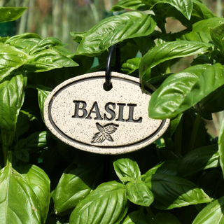 Basil