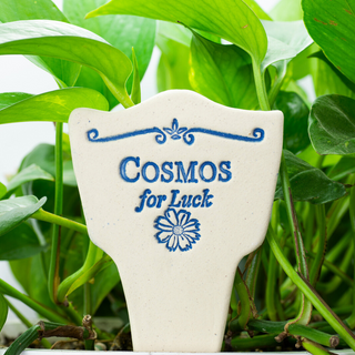 Cosmos for Luck