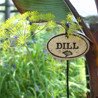 Dill