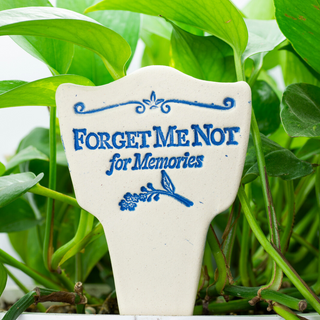 Forget Me Not for Memories