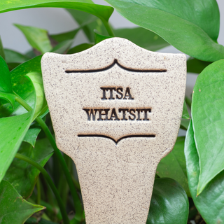 7.5x3-inch handcrafted Comic Latin plant stakes, perfect for witty plant labels. Durable, weatherproof, and fun! Handcrafted in Kingston, Ontario at Amaranth Stoneware.