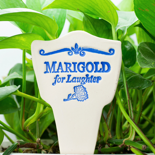 Marigold for Laughter