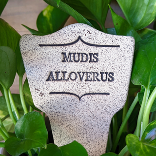 7.5x3-inch handcrafted Comic Latin plant stakes, perfect for witty plant labels. Durable, weatherproof, and fun! Handcrafted in Kingston, Ontario at Amaranth Stoneware.