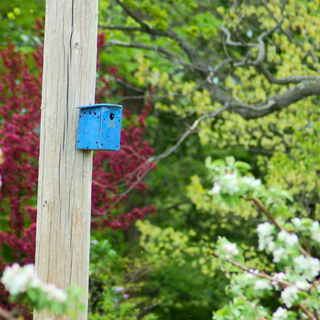 Orchard Nest Box