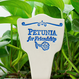 Petunia for Friendship