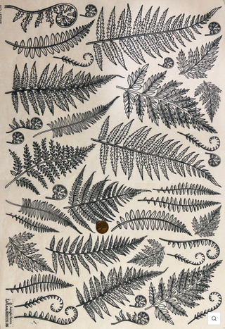 Jungle Ferns - Underglaze Transfer Sheet by Elan Pottery