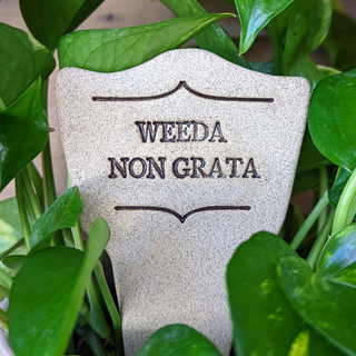 Weeda Non Grata