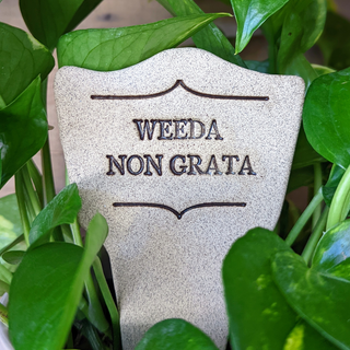 7.5x3-inch handcrafted Comic Latin plant stakes, perfect for witty plant labels. Durable, weatherproof, and fun! Handcrafted in Kingston, Ontario at Amaranth Stoneware.