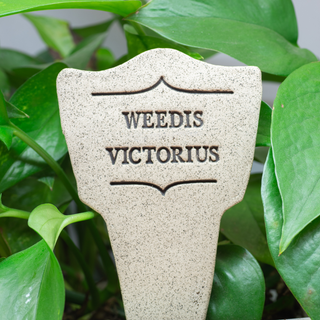 7.5x3-inch handcrafted Comic Latin plant stakes, perfect for witty plant labels. Durable, weatherproof, and fun! Handcrafted in Kingston, Ontario at Amaranth Stoneware.