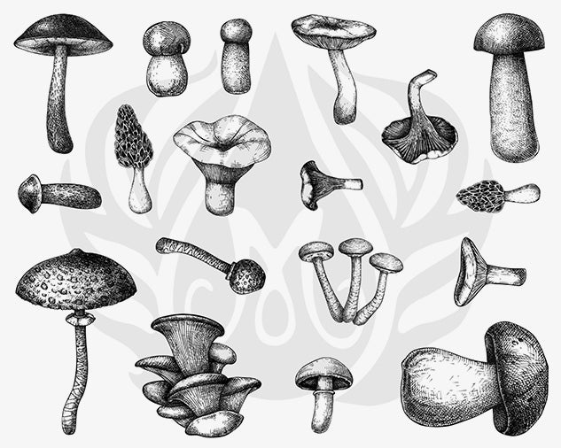 Mushrooms - Mayco Silkscreen DSS0165