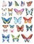Butterfly - Full Colour - Overglaze Decal - Amaranth Stoneware Canada