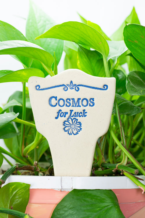Cosmos for Luck - Amaranth Stoneware Canada