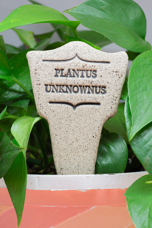 Plantus Unknownus - Amaranth Stoneware Canada