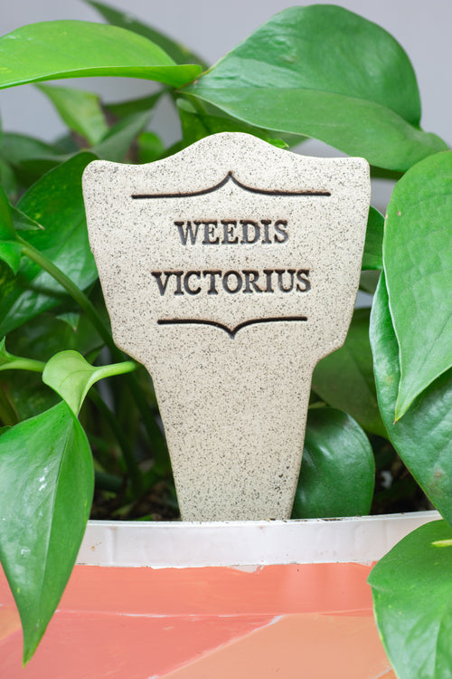 Weedis Victorious - Amaranth Stoneware Canada