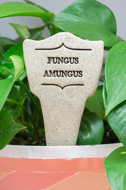 Fungus Amungus - Amaranth Stoneware Canada