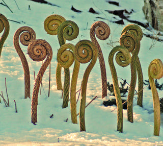 Handcrafted 12-inch Fiddlehead, celebrating spring with a touch of nature for your garden or indoor plants. Weatherproof and handcrafted in Kingston, Ontario at Amaranth Stoneware.