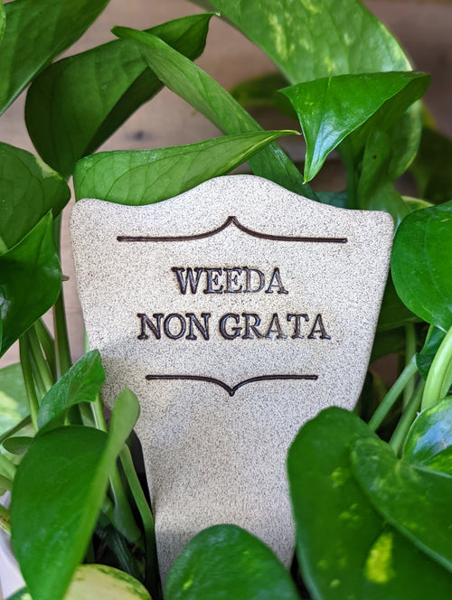 Weeda Non Grata - Amaranth Stoneware Canada