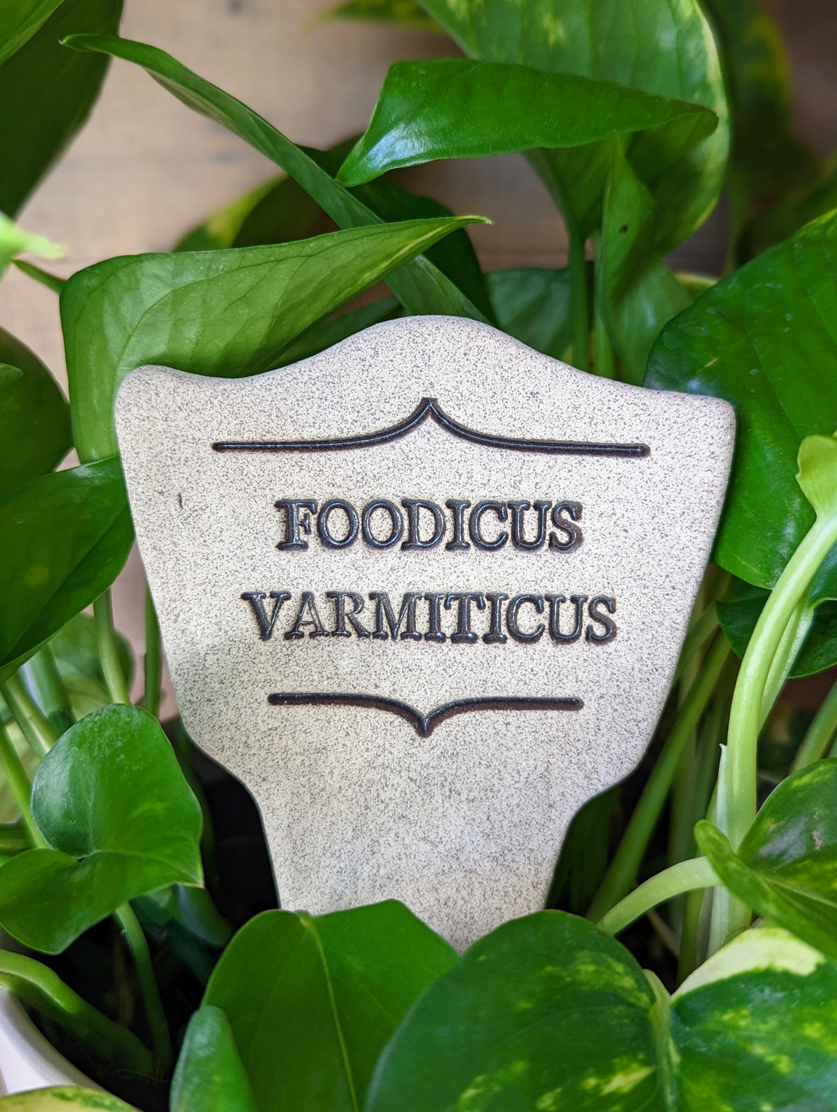 Foodicus Varmiticus - Amaranth Stoneware Canada