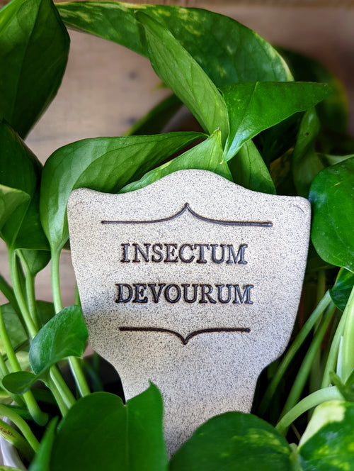 Insectum Devourum - Amaranth Stoneware Canada