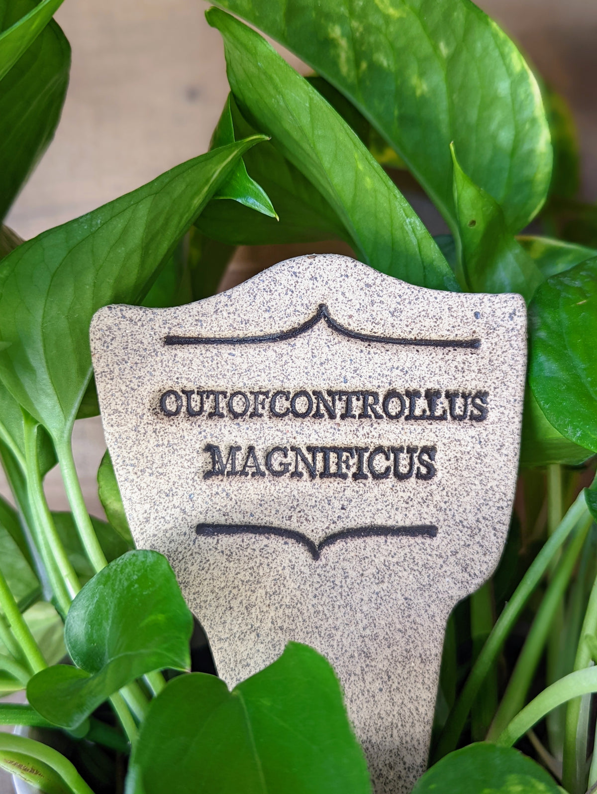 Outofcontrollus Magnificus - Amaranth Stoneware Canada
