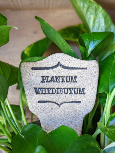 Plantum Whydibuyum - Amaranth Stoneware Canada